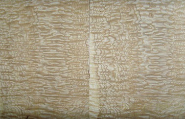 Yellow Ash Burl Wood Veneer With Ball Grain , Sliced Cut Veneer