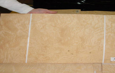 Yellow Ash Burl Wood Veneer For Furniture , 0.5 mm Thickness